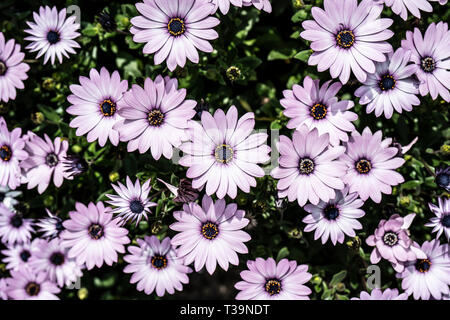 Osteosperumum rose violet fleur, daisy africains Banque D'Images