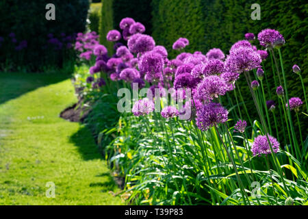 L'allium fleurs en frontière, belles fleurs violet rose qui sont des fleurs d'oignons fleurissent en mai et juin, laissant seedheads intéressant Banque D'Images