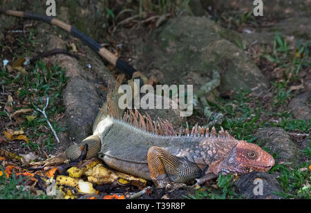 Glissant sur de grandes racines de l'arbre un mâle iguane vert montre son corps tout entier à partir de l'orange vif la tête à queue rayée noir et feu Banque D'Images