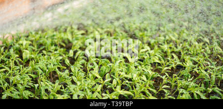 Petits plants de tomates croissant dans la serre jardin Banque D'Images