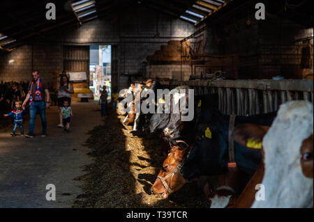 Un groupe de vaches sont vu manger à l'intérieur de la ferme avant d'aller à l'extérieur pour la première fois. De fermes dans tout le Pays-bas choisissez une date pour laisser leurs vaches dans les pâturages et l'annoncer au public chaque année. En raison de la froideur du climat aux Pays-Bas, les vaches laitières sont portées à l'intérieur pendant les mois d'hiver. Lorsque la température devient plus chaude en Sprng, généralement sur un week-end en avril, les portes de grange sont ouverts et les vaches sprint vers la de verts pâturages. Le public peut regarder les vaches sauter de joie lorsqu'ils atteignent l'herbe verte sous leurs sabots. Ceci est également connu comme le ' Banque D'Images