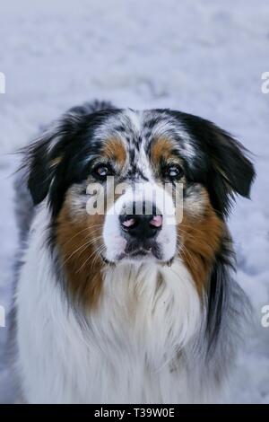 Superbe chien berger australien dans la neige (Portrait de beaux yeux), Tignes, France. Banque D'Images