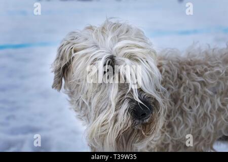 Labradoodle dans la neige, Tignes, France. Banque D'Images