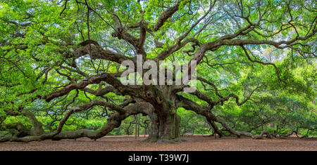 Le célèbre Ange chêne, situé dans son propre parc sur l'Île Saint-Jean à l'extérieur de Charleston, en Caroline du Sud. L'arbre est au moins 400 ans (certains disent 1 Banque D'Images