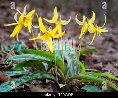 Fleurs de lis de la truite (Erythronium americanum) dans jardin de fleurs sauvages en Virginie centrale. Également appelé érythrone d'Amérique et le violet. Banque D'Images