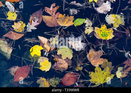 Les feuilles mortes flottant dans l'étang en automne, y compris les feuilles de hêtre américain, micocoulier, érable de Norvège, et le chêne. Banque D'Images