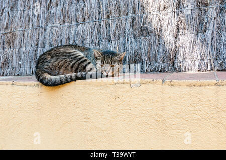 Chat avec de grands yeux dormir sur un mur, Montblanc, Catalogne, Espagne Banque D'Images