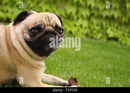 Peu de femmes jouant sur l'herbe du pug Banque D'Images