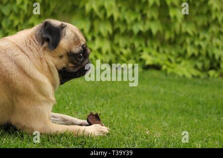 Peu de femmes jouant sur l'herbe du pug Banque D'Images