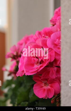Géranium rose sur toit fenêtre Banque D'Images