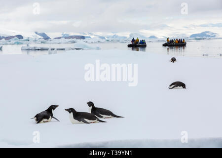 Manchot Adélie, Pygoscelis adeliae sur la glace de mer avec les touristes en croisière en zodiac autour des icebergs dans la mer de Weddell, l'Antarctique. Banque D'Images