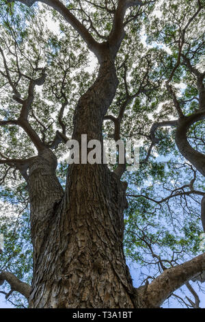 Close up d'un grand arbre à Hawaii Monkey Pod Banque D'Images