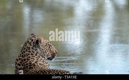 Léopard femelle femelle photographiée en fin d'après-midi à un étang dans le Parc Safari Sabi Sands, Kruger, Afrique du Sud. Banque D'Images