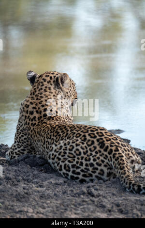 Léopard femelle femelle photographiée en fin d'après-midi à un étang dans le Parc Safari Sabi Sands, Kruger, Afrique du Sud. Banque D'Images