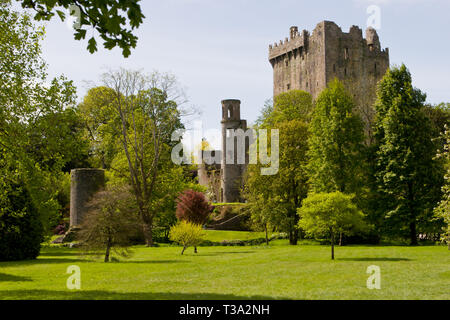 Donjon et tour principal au Château du château de Blarney, Blarney, Irlande motifs Banque D'Images