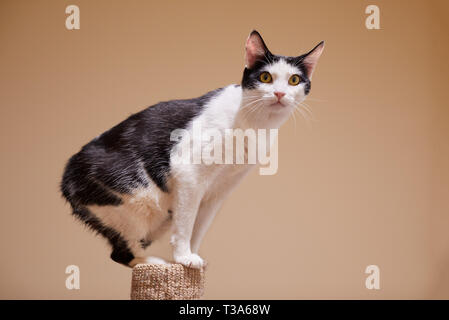 Un jeune noir et blanc Manx chat est assis sur le haut d'un poteau de éraflure