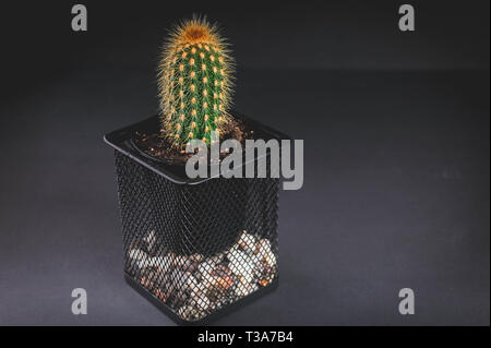 Cactus dans un pot décoratif sur un fond sombre. Clé faible éclairage. Plan horizontal Banque D'Images