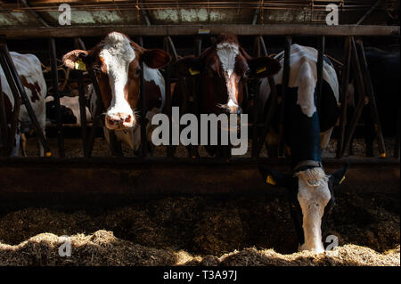 Un groupe de vaches sont vu manger à l'intérieur de la ferme avant d'aller à l'extérieur pour la première fois. De fermes dans tout le Pays-bas choisissez une date pour laisser leurs vaches dans les pâturages et l'annoncer au public chaque année. En raison de la froideur du climat aux Pays-Bas, les vaches laitières sont portées à l'intérieur pendant les mois d'hiver. Lorsque la température devient plus chaude en Sprng, généralement sur un week-end en avril, les portes de grange sont ouverts et les vaches sprint vers la de verts pâturages. Le public peut regarder les vaches sauter de joie lorsqu'ils atteignent l'herbe verte sous leurs sabots. Ceci est également connu comme le ' Banque D'Images