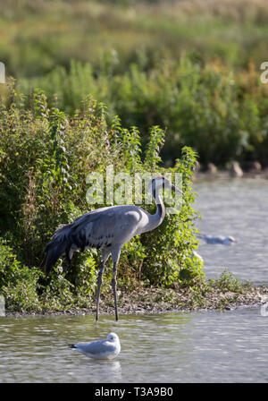 Grue cendrée, Grus grus, adulte seul debout à bord de lac, Slimbridge, Gloucestershire, Royaume-Uni Banque D'Images