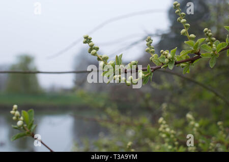 Wakehurst Place East Sussex National Trust Banque D'Images