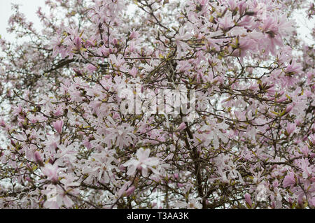 Wakehurst Place East Sussex National Trust Banque D'Images