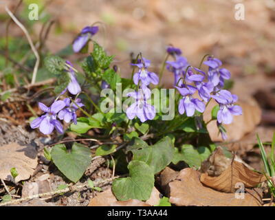 Fleurs de Printemps (domaine forget-me-not, Myosotis arvensis) Banque D'Images