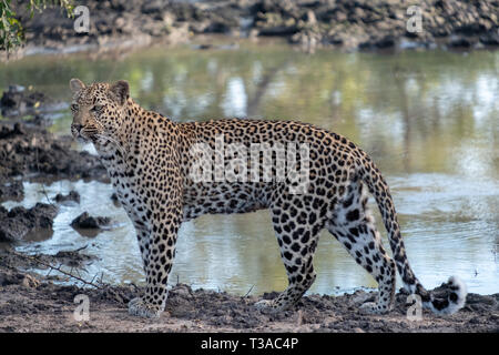 Léopard femelle femelle photographiée en fin d'après-midi à un étang dans le Parc Safari Sabi Sands, Kruger, Afrique du Sud. Banque D'Images