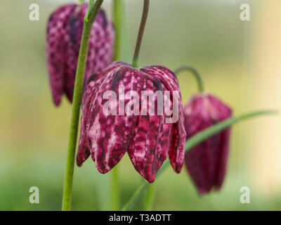 Beau gros plan de la tête de serpent rose fritillaries (Fritillaria meleagris) floraison dans un jardin de printemps Banque D'Images