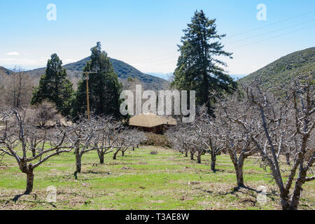 Scène naturelles autour de Oak Glen préserver à Yucaipa, California Banque D'Images