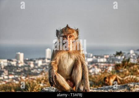 Cette image montre les singes sauvages au crépuscule sur le singe Rock à Hua Hin en Thailande Banque D'Images