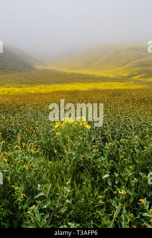 La Californie super fleurs sauvages fleurissent le long de la route de l'autoroute 58 à l'extérieur du Carrizo plain National Monument à San Luis Obispo County, Banque D'Images
