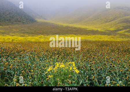 La Californie super fleurs sauvages fleurissent le long de la route de l'autoroute 58 à l'extérieur du Carrizo plain National Monument à San Luis Obispo County, Banque D'Images