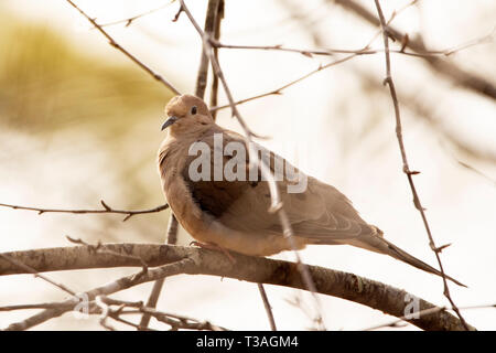 Une tourterelle triste (Zenaida macroura) perches dans un arbre de Littleton, Massachusetts, USA. La tourterelle sont dans la famille des Columbidés. Banque D'Images