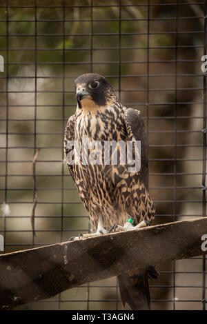 Un faucon pèlerin (Falco peregrinus) assis sur un perchoir. Banque D'Images