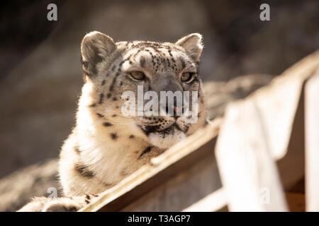 Une femelle snow leopard (Panthera uncia) reposant au soleil sur une journée de printemps. Banque D'Images
