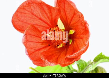 Close up image de fleur abutilon orange sur fond blanc Banque D'Images