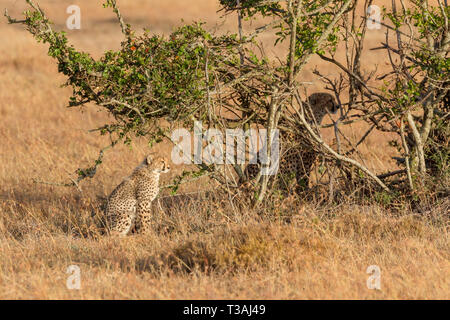 Guépard femelle adulte avec son single cub assis tous les deux à l'ombre et regarder, format Paysage, Ol Pejeta Conservancy, Laikipia, Kenya, Africa Banque D'Images