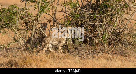 Guépard femelle adultes assis avec son single cub debout dans l'ombre et regarder, format Paysage, Ol Pejeta Conservancy, Laikipia, Kenya, Africa Banque D'Images