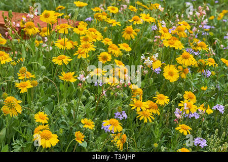 Belle parcelle de nature printemps jaune Sneezweed (Helenium amarum) mélangés avec Papillon Gaura lindheimeri (Oenothera) et violet verveine des Prairies Banque D'Images