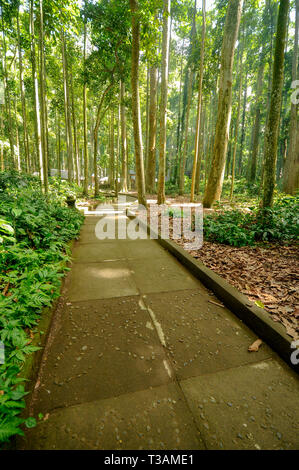 Sentier à l'intérieur de la forêt tropicale Banque D'Images