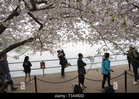 Washington, District de Columbia, États-Unis d'Apr 7, 2019. Les cerisiers sont en pleine floraison que les visiteurs apprécient les fleurs de cerisier au cours de "National Cherry Blossom Festival ' au Tidal Basin le 7 avril 2019 à Washington, DC, United States. Le National Cherry Blossom Festival commémore 3 000 cerisiers est arrivé à Washington en 1912 à l'issue de la coordination entre les gouvernements des États-Unis et du Japon. Credit : Probal Rashid/ZUMA/Alamy Fil Live News Banque D'Images