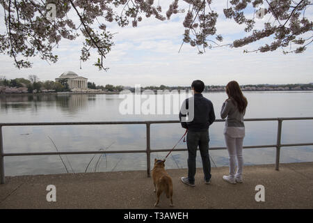 Washington, District de Columbia, États-Unis d'Apr 7, 2019. Les cerisiers sont en pleine floraison que les visiteurs apprécient les fleurs de cerisier au cours de "National Cherry Blossom Festival ' au Tidal Basin le 7 avril 2019 à Washington, DC, United States. Le National Cherry Blossom Festival commémore 3 000 cerisiers est arrivé à Washington en 1912 à l'issue de la coordination entre les gouvernements des États-Unis et du Japon. Credit : Probal Rashid/ZUMA/Alamy Fil Live News Banque D'Images