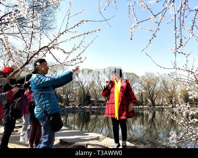 Beijing, Chine. Mar 16, 2019. Une femme pose pour des photos de fleurs au Palais d'été à Beijing, capitale de Chine, le 16 mars 2019. Credit : Wei Mengjia/Xinhua/Alamy Live News Banque D'Images