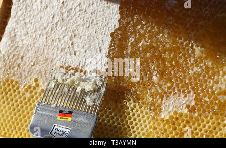 Berlin, Allemagne. Le 08 Avr, 2019. Le miel stocké par les abeilles est découvert dans un rayon de miel avec une fourche de découverte. Les abeilles et autres insectes sont essentiels pour satisfaire la soif de la population mondiale croissante parce que, malgré les progrès technologiques, l'agriculture dépend des pollinisateurs. Les monocultures, les parasites et les méfaits des pesticides les animaux. Les chercheurs tentent d'arrêter le déclin mondial des abeilles. Credit : Wolfgang Kumm/dpa/Alamy Live News Banque D'Images