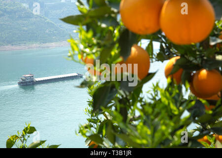 Yichang, Chine, Province de Hubei. 8Th apr 2019. Orange Navel arbres sont vus dans Niukou Village de Zigui, comté de la province du Hubei en Chine centrale, le 8 avril 2019. Credit : Wang Gang/Xinhua/Alamy Live News Banque D'Images