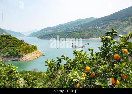 Yichang, Chine, Province de Hubei. 8Th apr 2019. Orange Navel arbres sont vus dans Niukou Village de Zigui, comté de la province du Hubei en Chine centrale, le 8 avril 2019. Credit : Wang Gang/Xinhua/Alamy Live News Banque D'Images