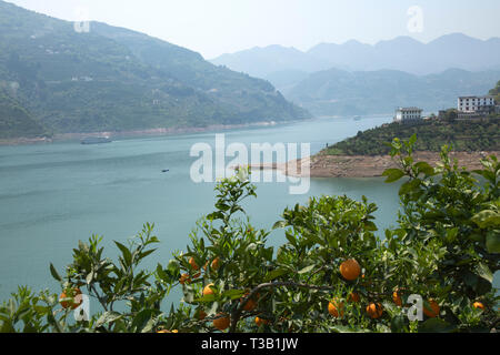 Yichang, Chine, Province de Hubei. 8Th apr 2019. Orange Navel arbres sont vus dans Niukou Village de Zigui, comté de la province du Hubei en Chine centrale, le 8 avril 2019. Credit : Wang Gang/Xinhua/Alamy Live News Banque D'Images