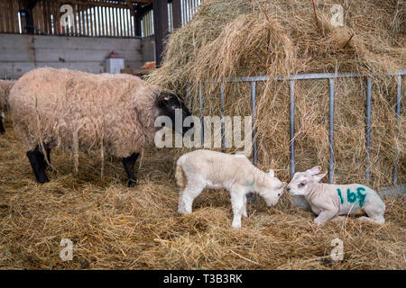 Turnastone Court Farm, près de Vowchurch, Herefordshire, Angleterre. 8 avril 8e 2019. La saison d'agnelage est en plein essor comme les moutons donnent naissance à des petits agneaux à la ferme neat la frontière avec l'Angleterre et au Pays de Galles. Gareth et Madeleine Boaz ont environ 350 moutons et agneaux en janvier et au printemps. Credit : Julian Eales/Alamy Live News. Banque D'Images