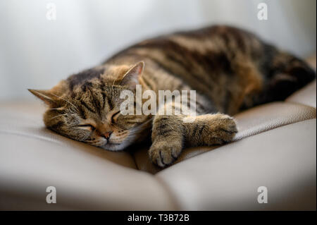 Chat mignon petit chat Dormir dormir dans ses rêves Banque D'Images