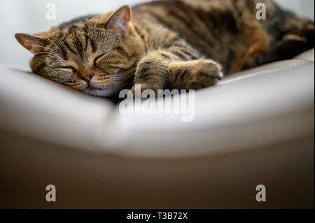 Chat mignon petit chat Dormir dormir dans ses rêves Banque D'Images